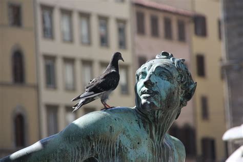 #bronze #pigeon #statue Fray, Bird Pest Control, Types Of Pigeons, Bird Removal, Statues, Pigeon ...