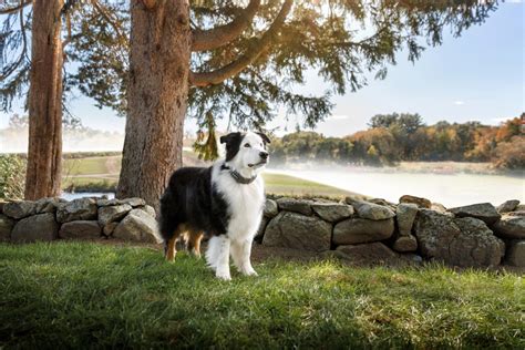 How to Train Your Dog to a Wireless GPS Fence | SpotOn