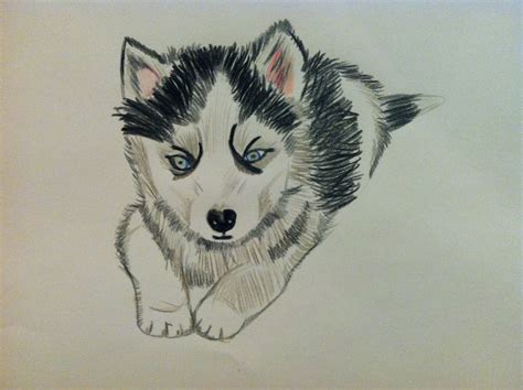 (Draw)spiration: Holy Husky!