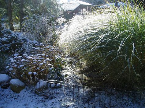 Winter interest of ornamental grass | Winter garden, Garden design, Ornamental grasses