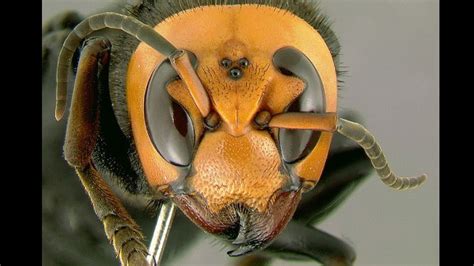 Killer hornets sting at least 19 people to death in China | CNN