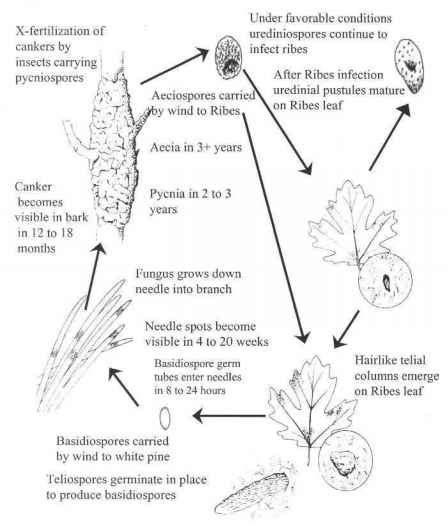 Blister Rust Life Cycle - Climate Change - Brian Williams