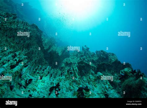 Barracuda Lake, underwater shot, Bancuan, Naturschutzgebiet Coron, Calamian Islands, Palawan ...