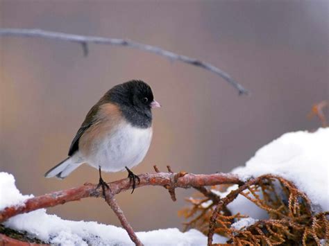 Free picture: junco hyemalis, bird, dark, eyed, junco