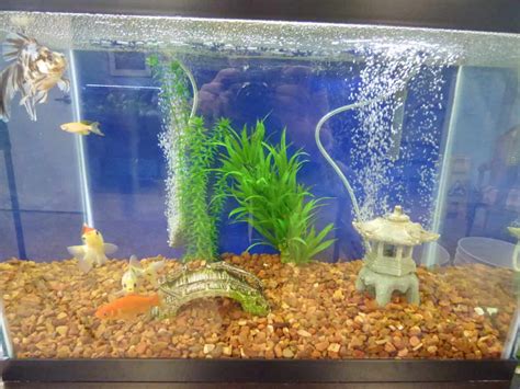 How to Clean a Fish Tank the RIGHT Way in 12 Easy Steps - Fish Vet