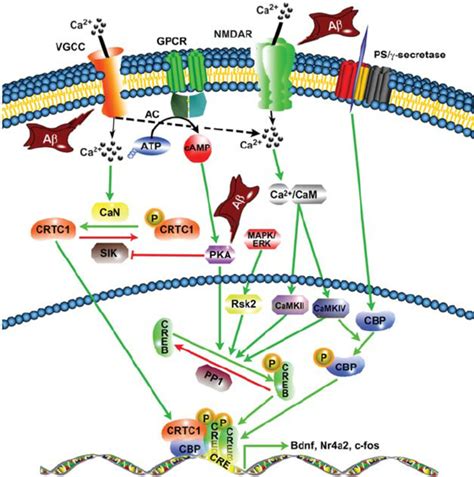 Signaling pathways regulating CREB-dependent transcription in neurons ...