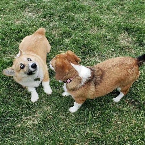 The Corgi Beagle Mix: Let’s Keep This Short & Sweet - Animalso