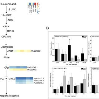 Jasmonate signal transduction pathway. a Transcriptional profiles of ...