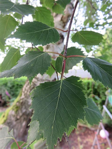 GC6GB28 Silver Birch - Tree Identification Series (Letterbox Hybrid) in North Wales, United ...