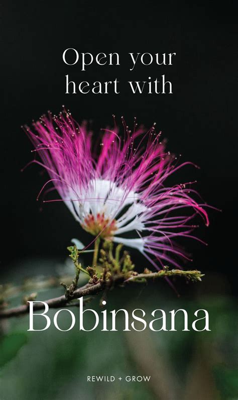 Open your heart with bobinsana plant medicine – Artofit