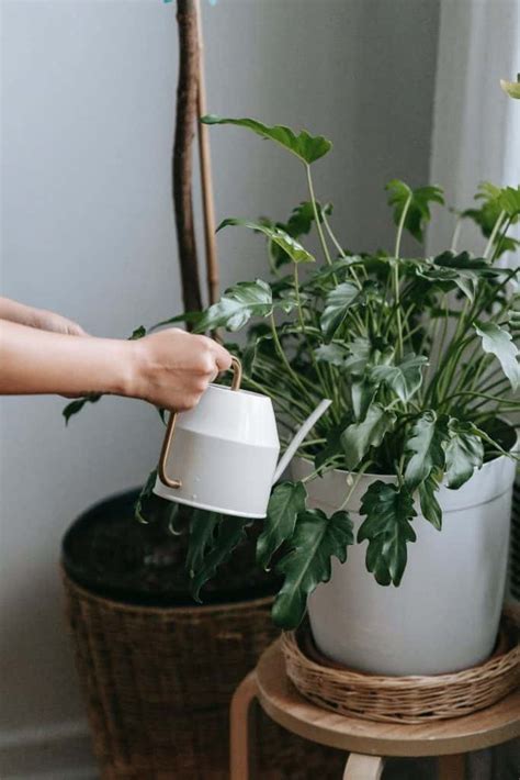 9 Tips to Water Your Indoor Plants the Right Way