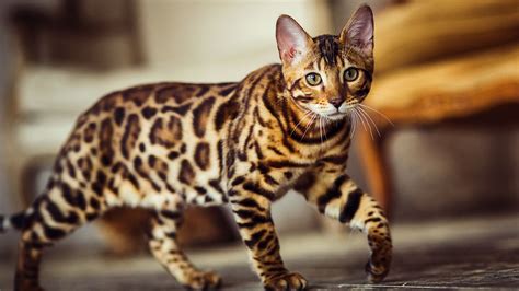 6 Spotted Cat Breeds