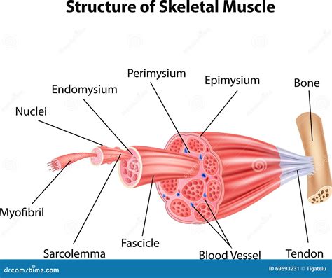 Skeletal Muscle Stock Illustrations – 7,867 Skeletal Muscle Stock ...