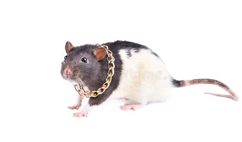 Charming Rat In A Gold Chain Stock Image - Image of christmas, happy ...