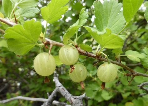 Ribes uva-crispa • New Zealand Plant Conservation Network