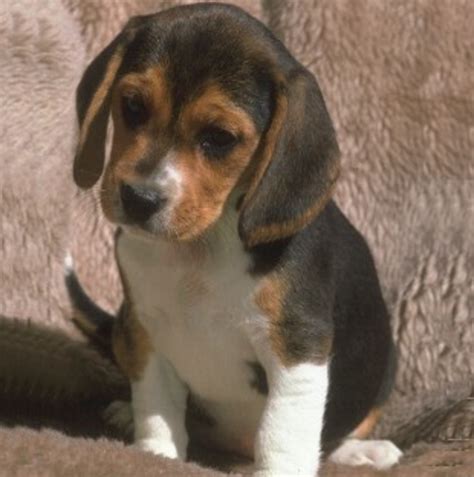 Miniature Beagles for Adoption