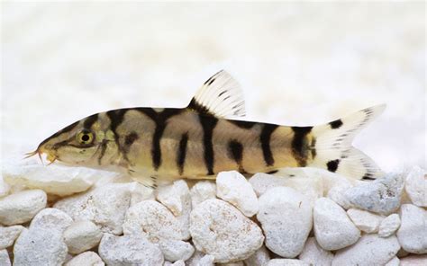 Do Loaches Eat Snails? 5 Things to Consider - AquariumNexus