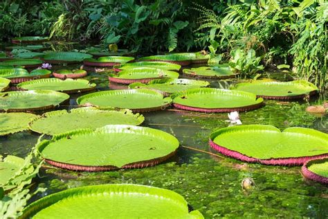 Flower of the Victoria Amazonica, or Victoria Regia — Stock Photo © filipefrazao #88960366