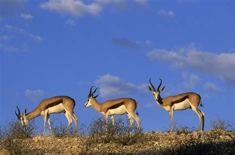 Springbok - Antelope - South Africa