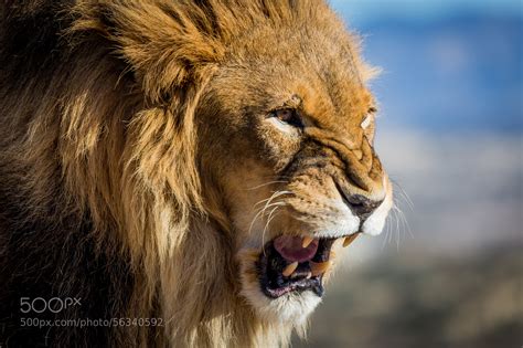 Lion Pack Leader by Henning Visser / 500px