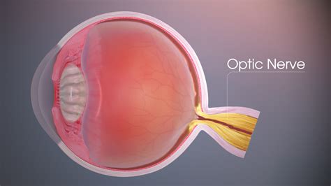 Optic Nerve | Natural Eye Regeneration