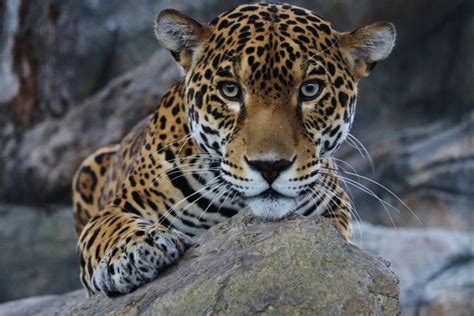 Our Favorite Jaguar Animal Facts To Celebrate December's Featured ...