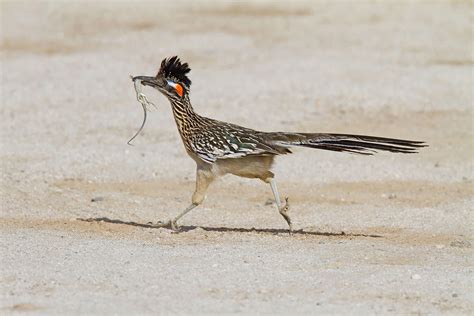 The Greater Roadrunner - Álbum em Imgur | Road runner, Bird, Backyard birds