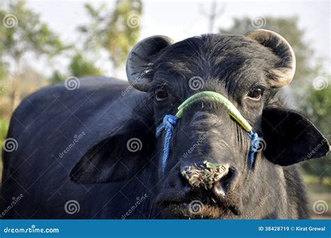 A Buffalo in India stock image. Image of farm, pastoral - 38428719