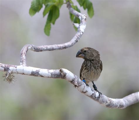 What's So Special About Darwin's Finches? | Live Science