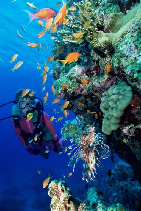 Diving in Costa Rica - A unique diving Experience | Diving, Best scuba ...