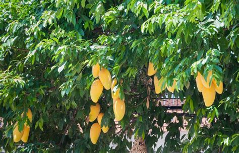 Yellow Mango Fruit With Leaf On Tree Stock Photo - Image of hanging ...