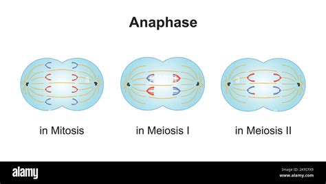 Scientific Designing of Differences Between Anaphase in Meiosis and in ...