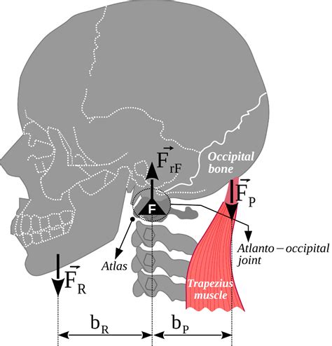 The atlanto-occipital joint, head weight and trapezius muscle form a first class lever 13104732 ...