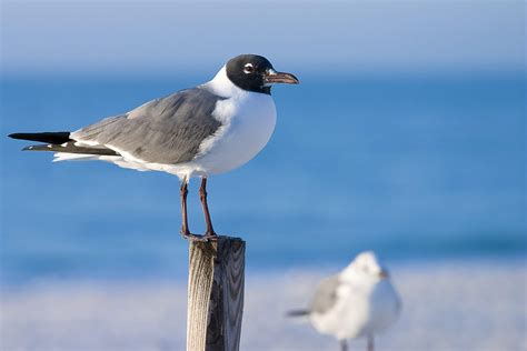 Laughing Gull - Alabama Birding Trails