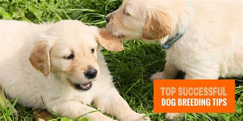 Top 12 Successful Dog Breeding Tips — Genetics, Kennels, Books, Etc!