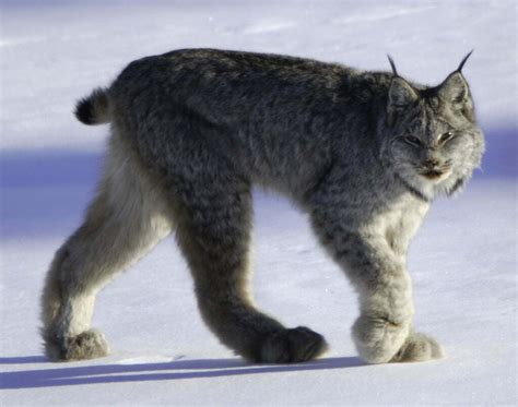 Lynx Symbolism; A message - Spirit Animal Totems