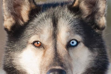 Husky Eye Colors: All Eye Colors Explained (With Pictures)