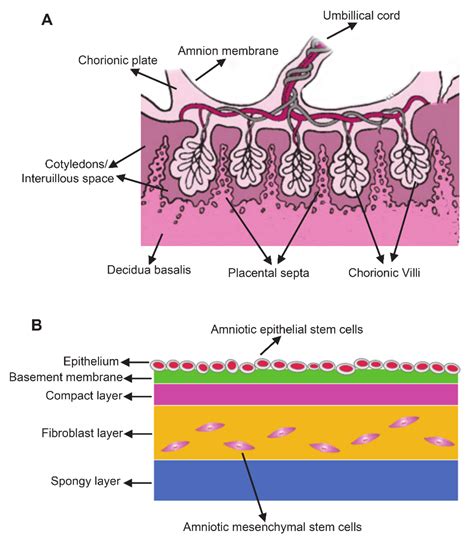 Human Amniotic Sac