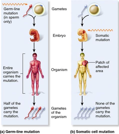 SIU Virtual Congress 2020: Germline and Somatic Mutations in Advanced Prostate Cancer ...