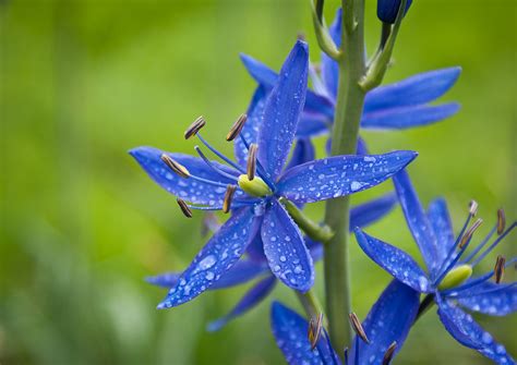 Difference Between Actinomorphic and Zygomorphic Flower | Compare the Difference Between Similar ...