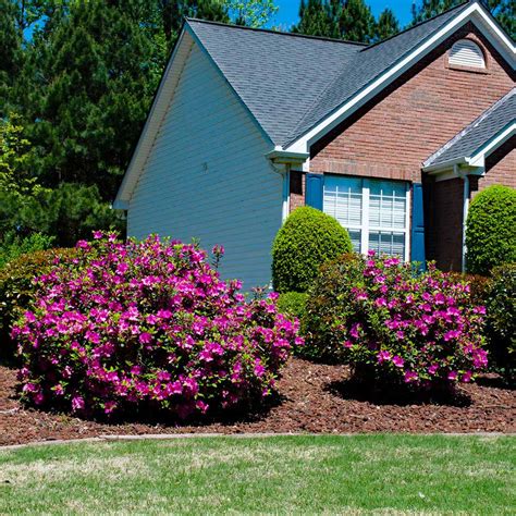 Autumn Royalty® Encore® Azaleas for Sale | BrighterBlooms.com