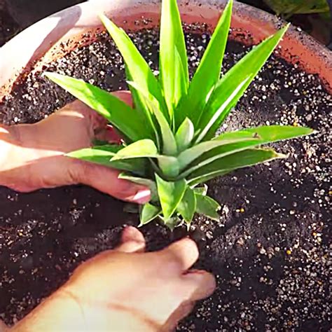 How To Regrow Pineapple In Containers