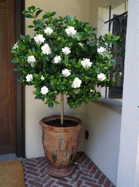 Gardenia Trees for Sale – FastGrowingTrees.com | Gardenia trees, Plants, Potted trees