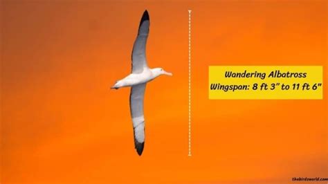 Wingspan Of Albatross: Complete List With Comparison