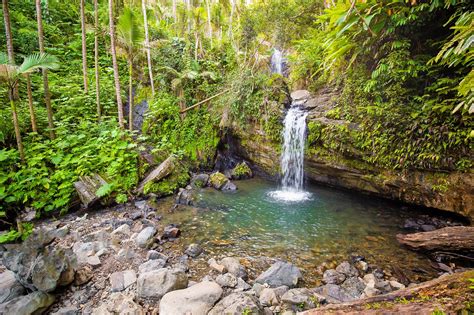 El Yunque National Forest Puerto Rico El Yunque Rainforest El | Images and Photos finder