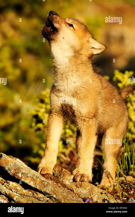 Baby Arctic Wolf Howling