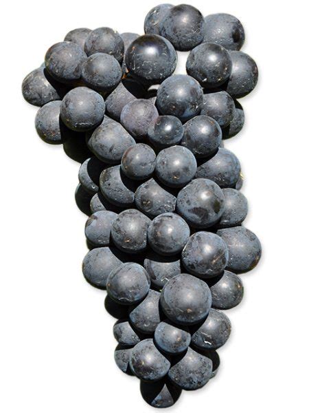 Barbera (36lb)