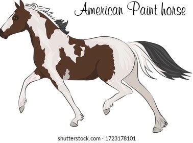 American Paint Horse Vector Illustration Handdrawn Stock Vector ...