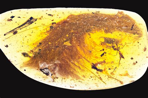 Feathered Dinosaur Tail Preserved in Amber Found in Asia | TIME