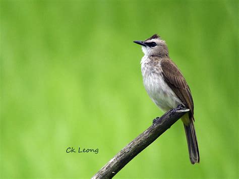 Yellow-vented Bulbul by Ck Leong | Borneo Birds